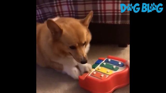 Cute Corgi Dog Loves Playing the Piano смотреть онлайн