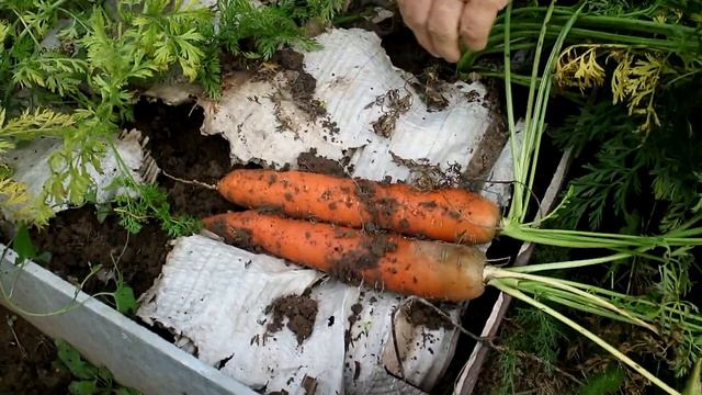 402_Морковь под картонкой.Что выросло?