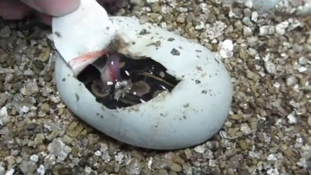 Ouverture d'oeufs de python royal смотреть онлайн