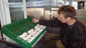 Закладка гусиных яиц в инкубатор