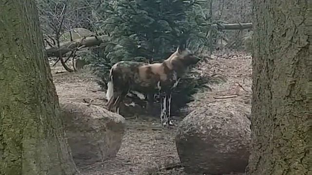 #1 Wrocław zoo Вроцлавский зоопарк 1 смотреть онлайн