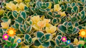 Очиток гибридный Лайм Твистер. Краткий обзор, описание характеристик sedum Lime Twister