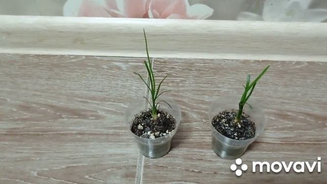Комнатные растения/цветы. Топ-7 самые неприхотливые мои комнатные декоративно- лиственные растения.
