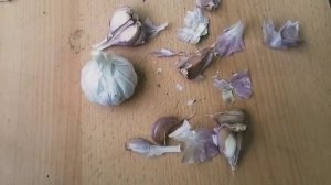 Сорта чеснока 2020. Красный чеснок из Сульмоны. Aglio rosso di sulmona.