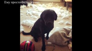 Собаки, которые очень сильно извиняются
