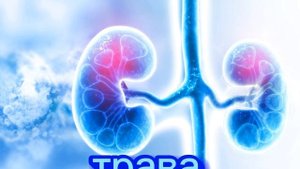 врач-нефролог Евгений Ташкин рассказал, что отвар корня розы ра