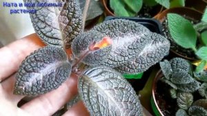 Комнатные цветы // А что происходит с эписциями ? - Обзор стеллажа