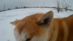 Акита-ину зима Akita Inu winter