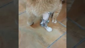 Кошка после установки аппарата Илизарова