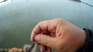 Ловля судака с берега. Дон Джиг Судак