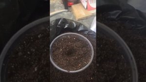 Аквапоника в домашних условиях на базе УЗВ