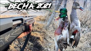 Весенняя охота на селезня с МРкой| Охота с MP-155 PROFI