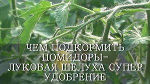 ЧЕМ ПОДКОРМИТЬ ПОМИДОРЫ - ЛУКОВАЯ ШЕЛУХА СУПЕР УДОБРЕНИЕ И СРЕДСТВО ОТ БОЛЕЗНЕЙ
