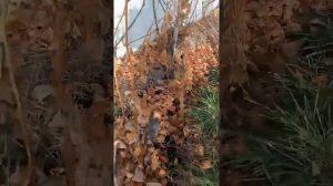 Надо ли убирать листья на винограднике?