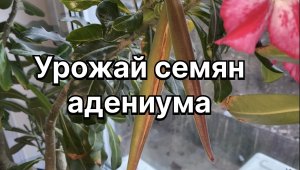 Адениумы. Собираю урожай семян и сразу сажу проверить на всхожесть. Как долго зреют семена? 19-02-24