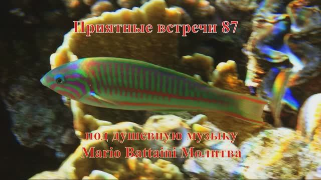 Приятные встречи 87 Губан Талассома Клунингера под душевную музыку Mario Battaini Молитва