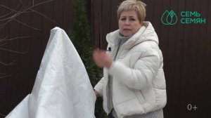 КАК ПРАВИЛЬНО УКРЫТЬ МОЛОДЫЕ ХВОЙНЫЕ НА ЗИМУ