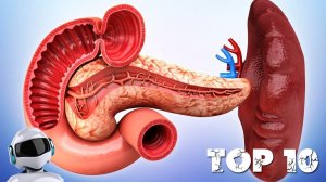 ВНУТРЕННИЕ ОРГАНЫ ЧЕЛОВЕКА / ИНТЕРЕСНЫЕ ФАКТЫ