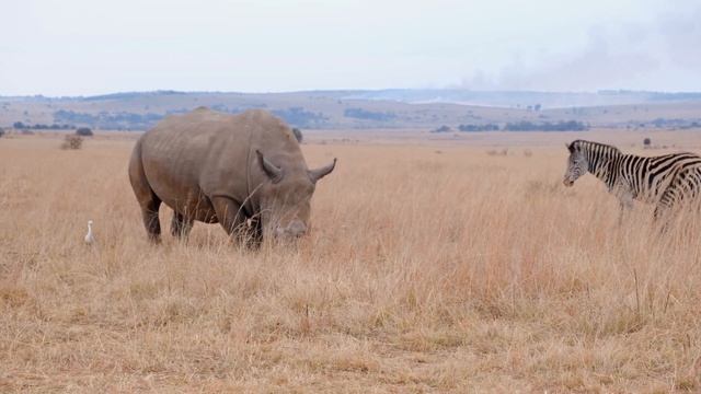 Носорог звуки животных для детей / Звук носорога, крик носорога смотреть онлайн