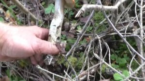 Этот лес полон грибов! Любые грибы, выбирай на вкус! Сентябрь 2023 года. Тихая охота продолжается!