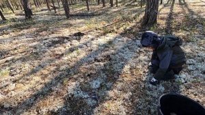 ПОСЛЕДНИЕ??? БЕЛЫЕ ГРИБЫ 2023, СЕЗОН ЗАКРЫТ НА ЯМАЛЕ, НО ЭТО НЕ ТОЧНО)))! БУДЕМ ЖДАТЬ ГРИБЫ 2024!