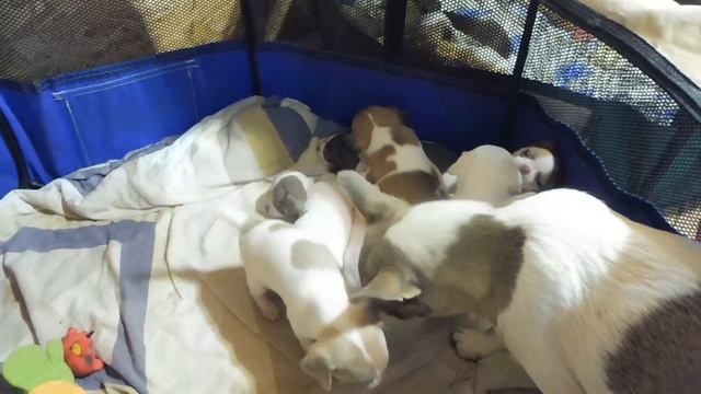 НА КОГО В ПРИРОДЕ ОХОТИТСЯ  ЧИХУАХУА ? /купить щенка породы чихуа в питомнике РКФ Мари Мистик прода