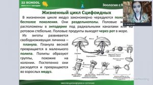 МЕДУЗЫ. Жизненный цикл Сцифоидных // Биология с Мэри // 22 school