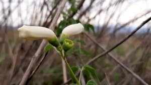 Amphilophium carolinae / Peine de mono / Trompetita de venus / flora argentina / Bignonia carolinae