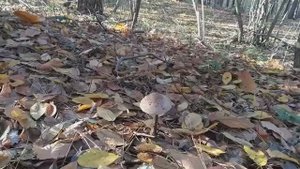 ЗОНТИК ПЁСТРЫЙ! Хороший гриб! Грибная азбука.