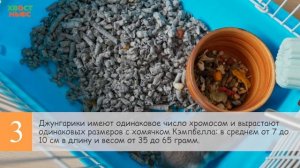 Чего вы не знали о джунгарских хомяках.