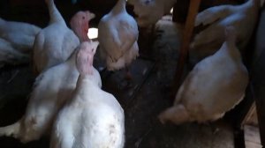 Колокольная/купольная поилка. Поение для индюков ч.2