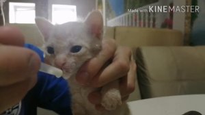 КОТЯТА ДОНСКОЙ СФИНКС БРАШ