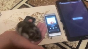 Обзор на NOKIA N8 нокия н8 спустя 11 лет