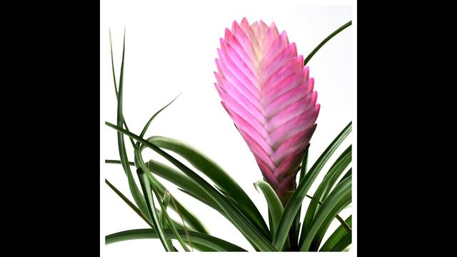 Идеи для творчества, Для флористов из фоамирана смотреть онлайн