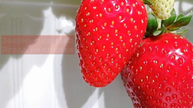 ВЫБОР СВЕТОВОГО РЕЖИМА КЛУБНИКИ / КОНКУРС / ЭКСПЕРИМЕНТЫ