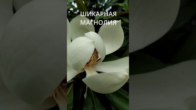 МАГНОЛИЯ ДЕРЕВО. НАСЛАДИСЬ ЦВЕТЕНИЕМ МАГНОЛИИ КРУПНОЦВЕТКОВОЙ. ЭТО САМЫЙ КРАСИВЫЙ ЦВЕТОК!!!
