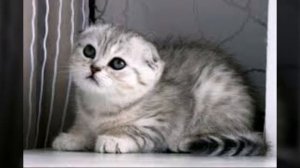 Скоттиш фолды и скоттиш страйты  (шотландские и британские веслоухие и прямоухие кошки)