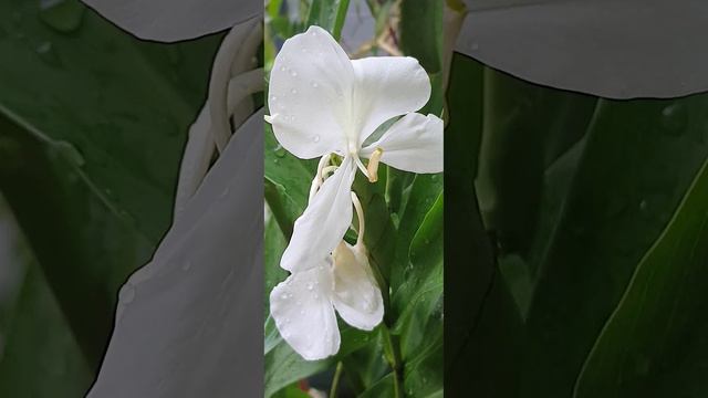 Fragrant edible Ginger Lillies