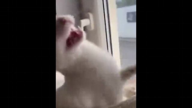 Коты занимаются спортом / подборка смешных котов