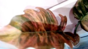 филодендрон карамель марбл вариегата,шикарная макушка