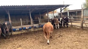 Бычки на откорме, 10-ый месяц содержания на базу