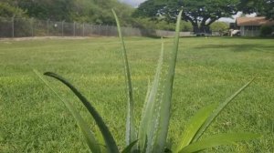 Aloe Vera Barbadensis Miller Stockton Species