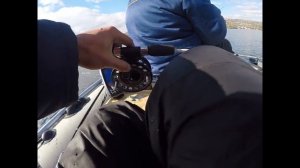 ловля судака осенью в отвес!