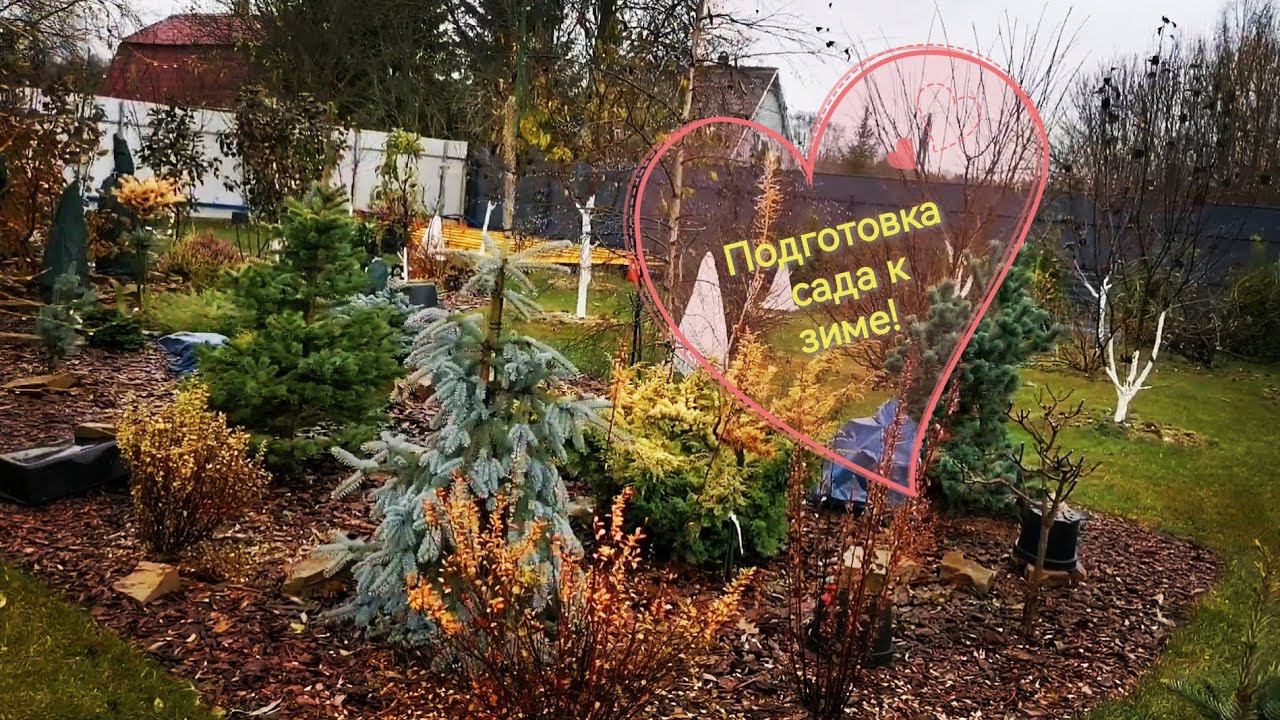 Мечтательница хвойные