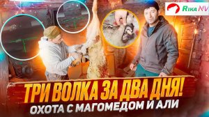 Три волка за два дня! Охота в Дагестане с Магомедом и Али. Охота на волков напавших на аул.