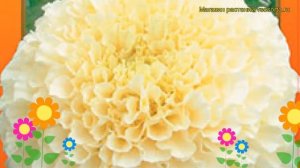 Бархатцы прямостоячие Ванилла. Краткий обзор, описание характеристик tagetes erecta
