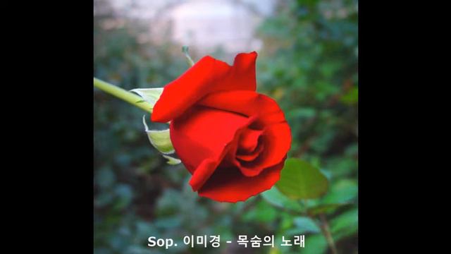 목숨의 노래(Song of Fate) - 문정희 詩 / 진동주 曲  *Korean lyric song