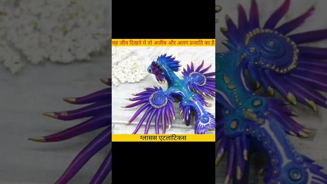 Glaucus Atlanticus यह जीव दिखने मे तो अजीब और अलग प्रजाति का है #Short