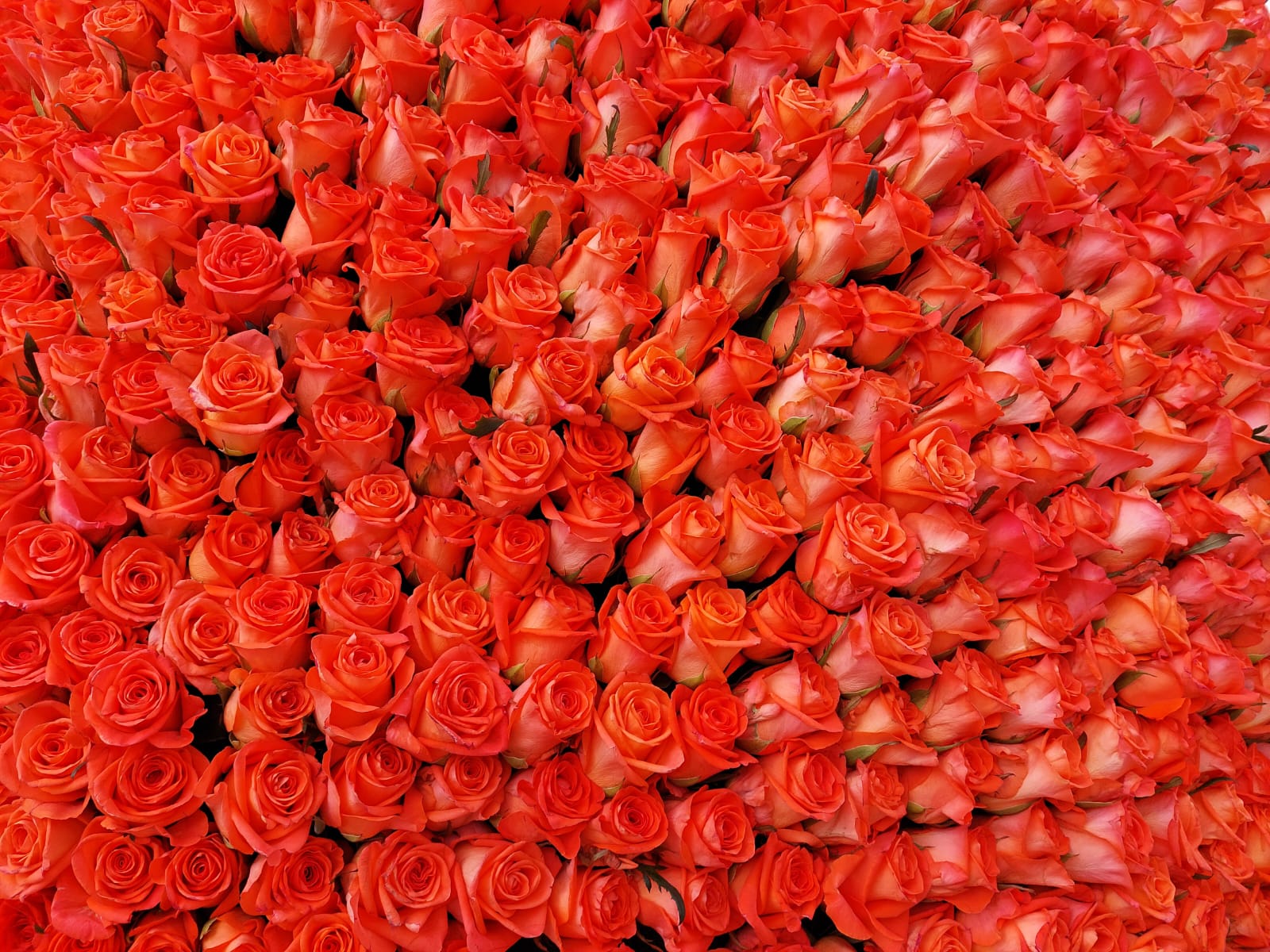 Тысяча роз