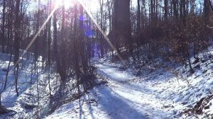 Sony HDR-CX 220E mit Hund im Wald Test